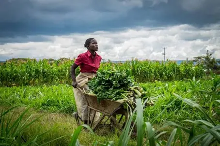 greenharvest 1.webp
